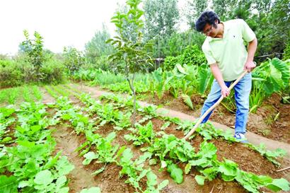 青島魔術師隱居田園種菜養魚 變魔術推銷綠色蔬菜