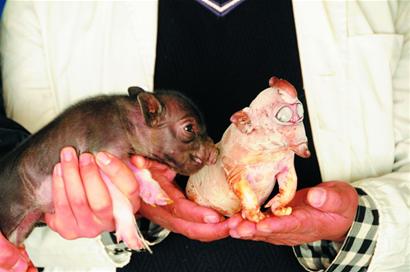 和一起出生的小豬崽相比，“小象豬”確實不一樣。