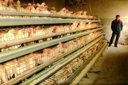 “速成雞”事件后多數市民不敢吃雞肉雞銷量大減養雞戶直喊冤