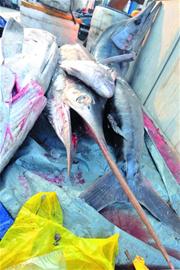 罕見金槍魚現菜市場 身長近4米體重超300斤 罕見金槍魚現菜市場 身長近4米體重超300斤