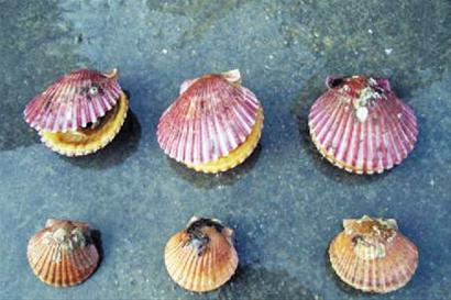 青島扇貝跨洋結親育出混血兒