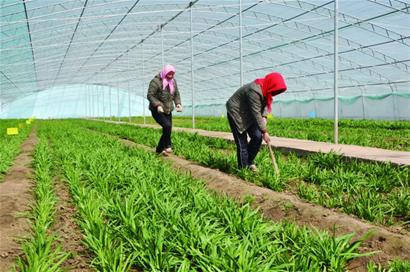 青島韭菜上演品牌大戰