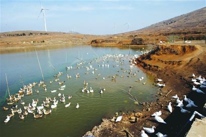 退伍老兵荒山野嶺玩創業 養群大雁滿天飛