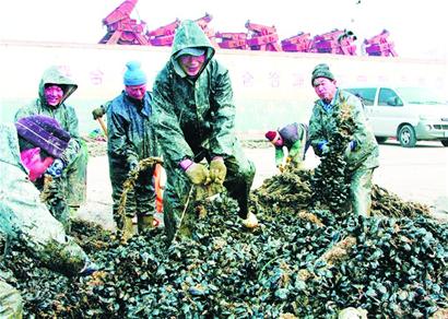 最便宜海鮮海虹淡出養殖市場